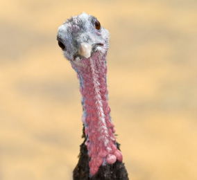 Harriet was the star of Thanksgiving in 1984